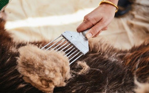 Ноолуур бэлтгэхэд 500 тэрбумын зээл олгоно